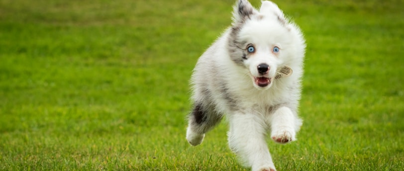 Understanding Your Pet's Personality: A Guide to Tailoring Training and Care
